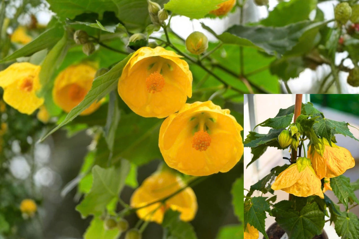 Yellow Abutilon Live Plant – 1 Starter Plant – Flowering Abutilon