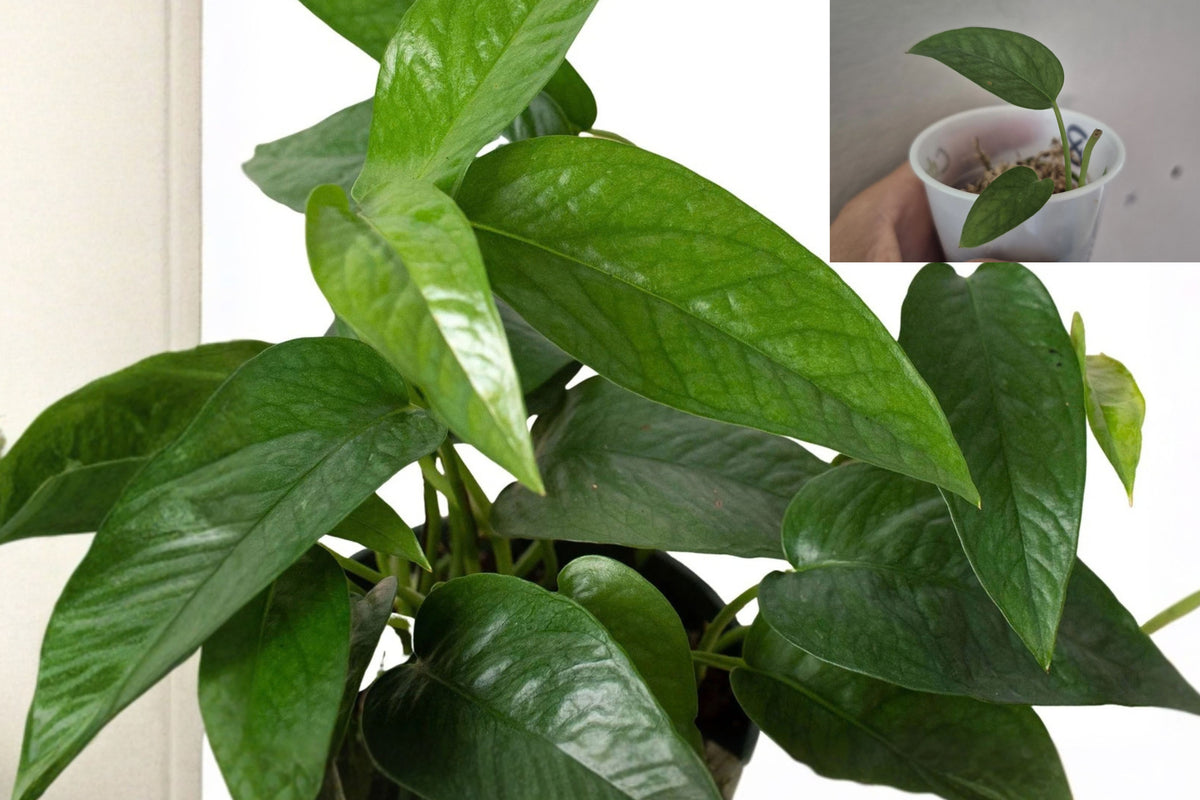 Cebu Blue Pothos Live Starter Plant, 2.5-Inch Plug – Epipremnum pinnatum