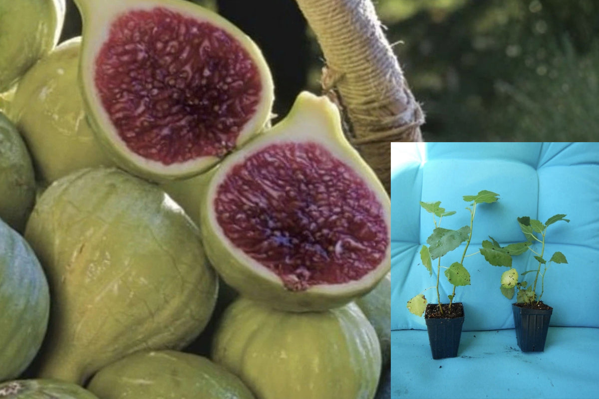 Ischia Fig Tree Live Starter Plant – Ficus carica – Small Plant