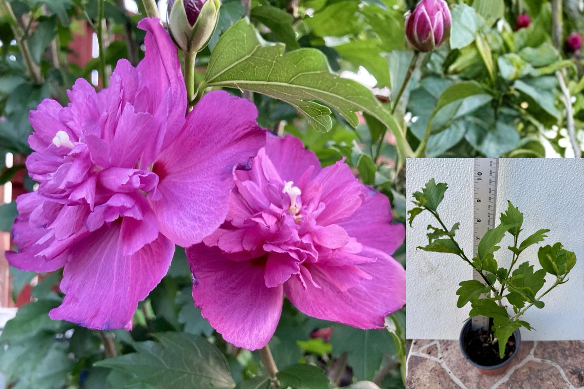 Double Magenta Rose of Sharon Live Plant 10 Inches – Hibiscus syriacus