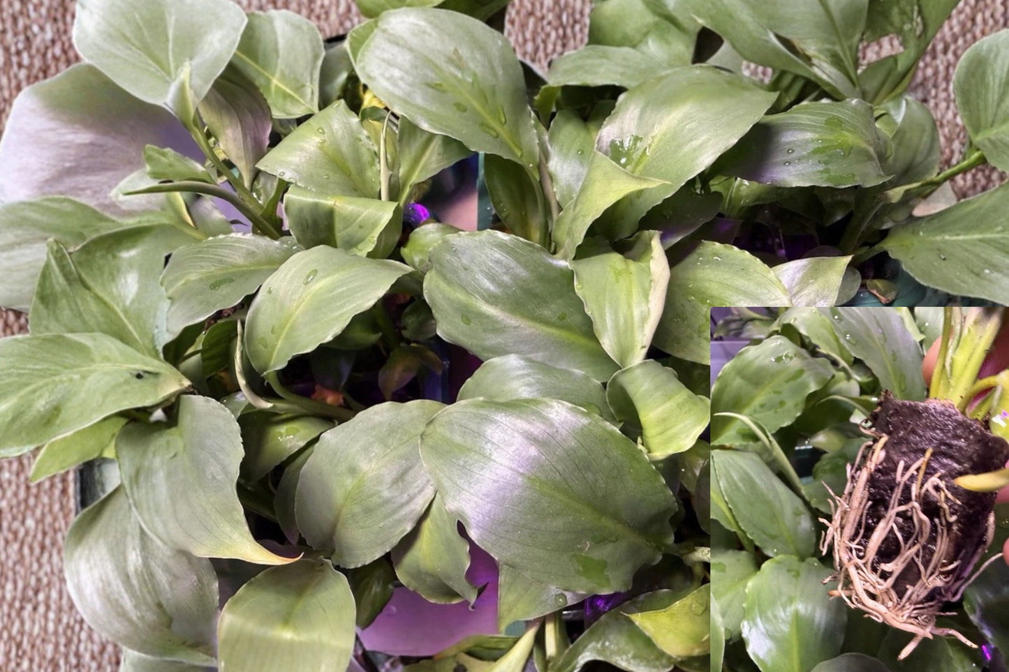 Peace Lily Spathiphyllum 3 Pack – Live Rooted Starter Plants – Grower’s Choice