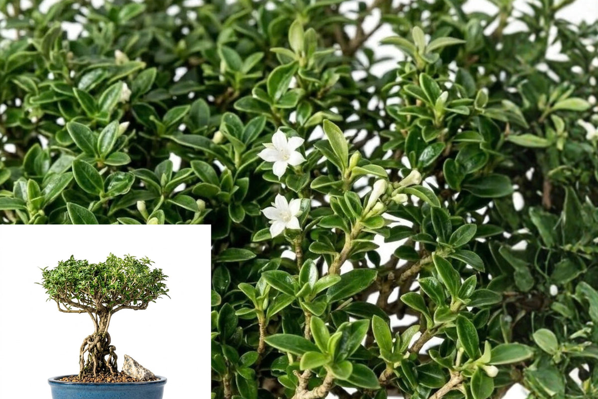 Mount Fuji Serissa Bonsai Live Plant – Raised Roots – 10–12 Inches – Serissa foetida