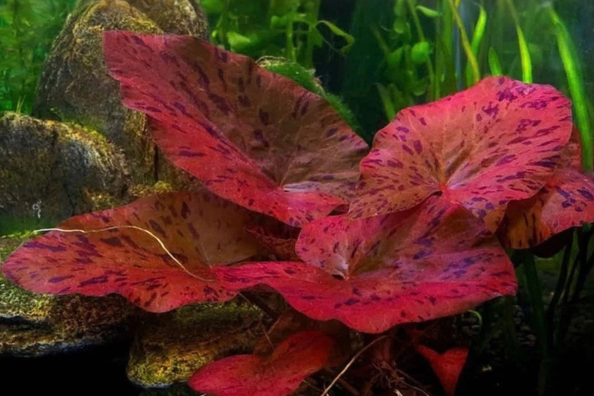 Tiger Lotus Live Aquarium Plant – 1 Plant – Nymphaea Species