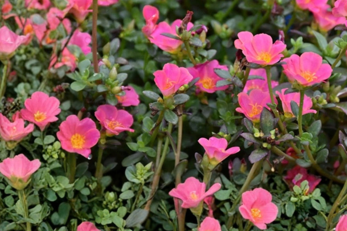 Pink Glow Portulaca 2 Live Plants – 4–6 Inch Rooted – Portulaca grandiflora