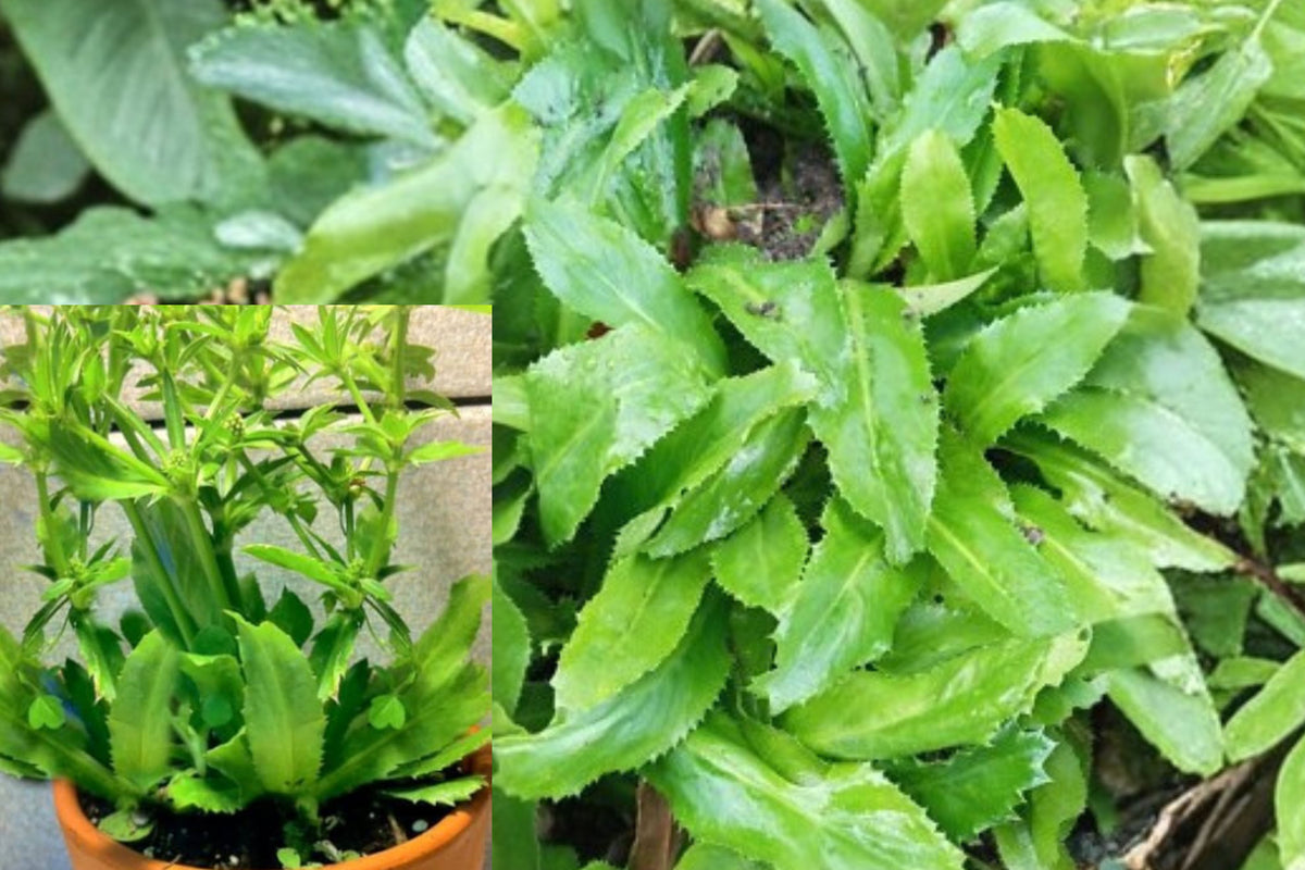 Culantro 6 Live Plants – Eryngium foetidum – Fresh Herb Plant