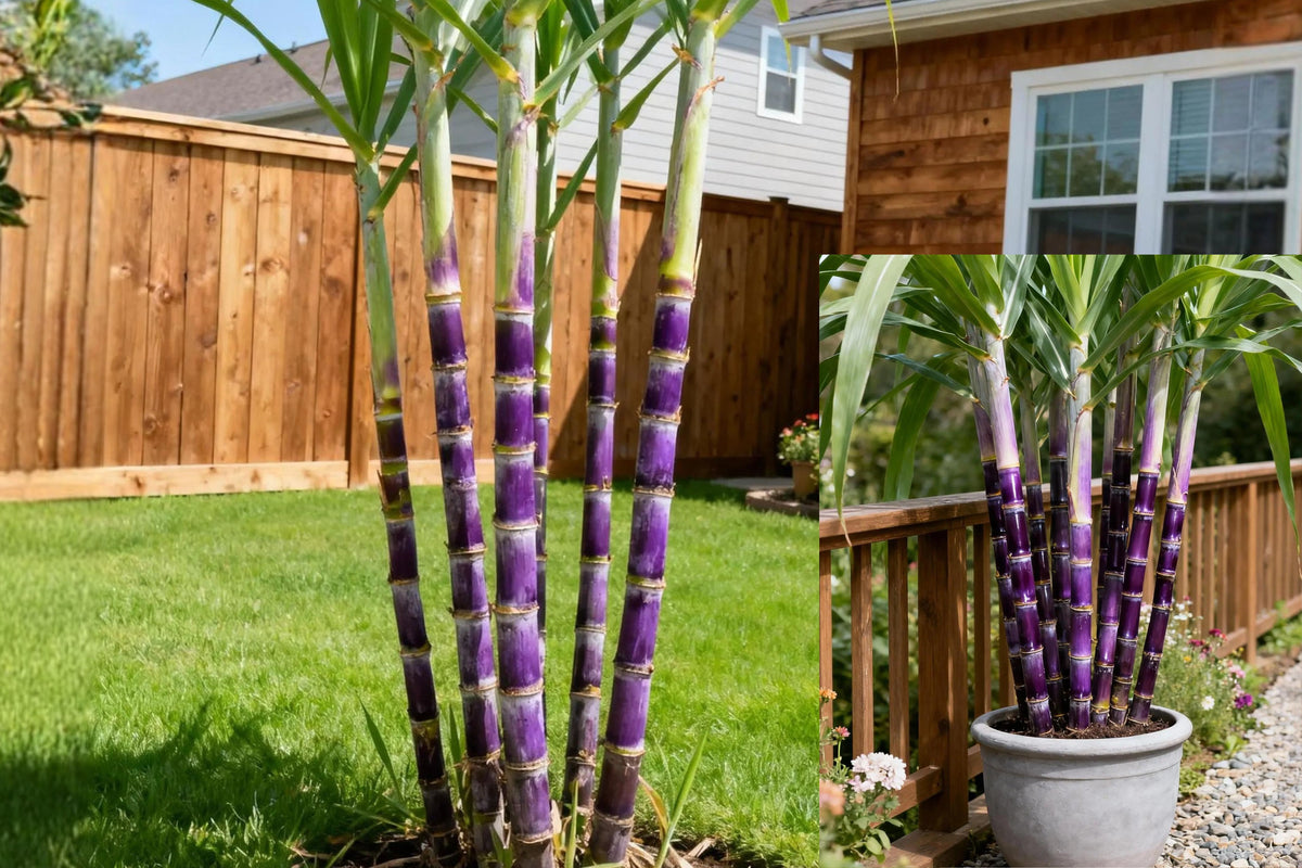 Live Purple Sugarcane Plants, 3–4 Plant Pack, 6-Inch Nursery Pot, Tropical Edible Garden Starter