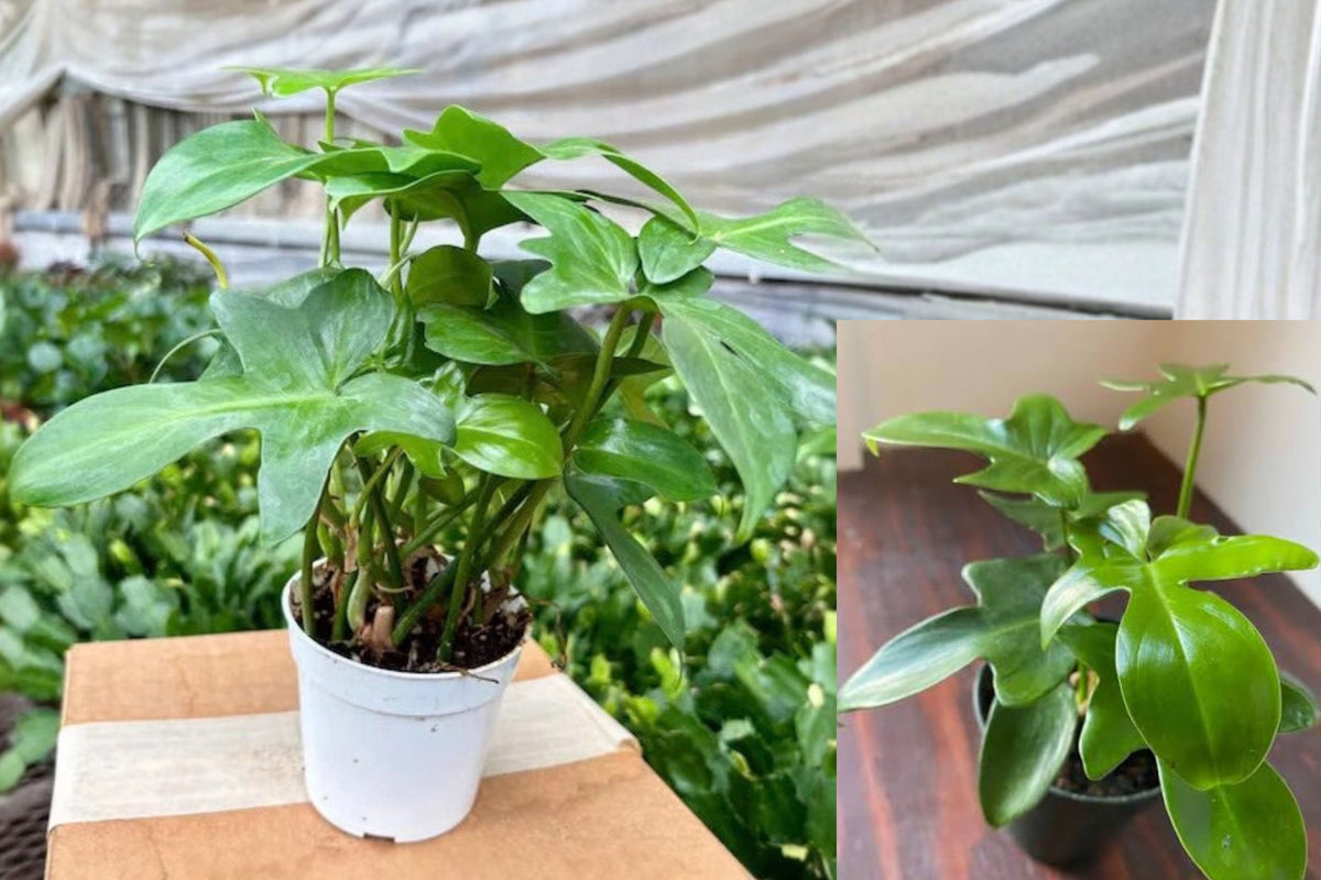 Philodendron Pedatum Live Plant – 1 Indoor Plant – 4"