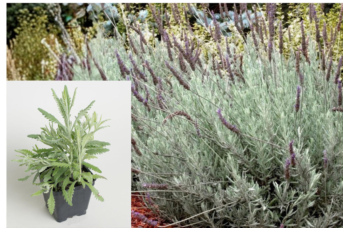 Goodwin Creek Grey Lavender Live Plug, 2–3 Inch Fragrant Silver Foliage Plant, Purple Flowering Ornamental for Gardens
