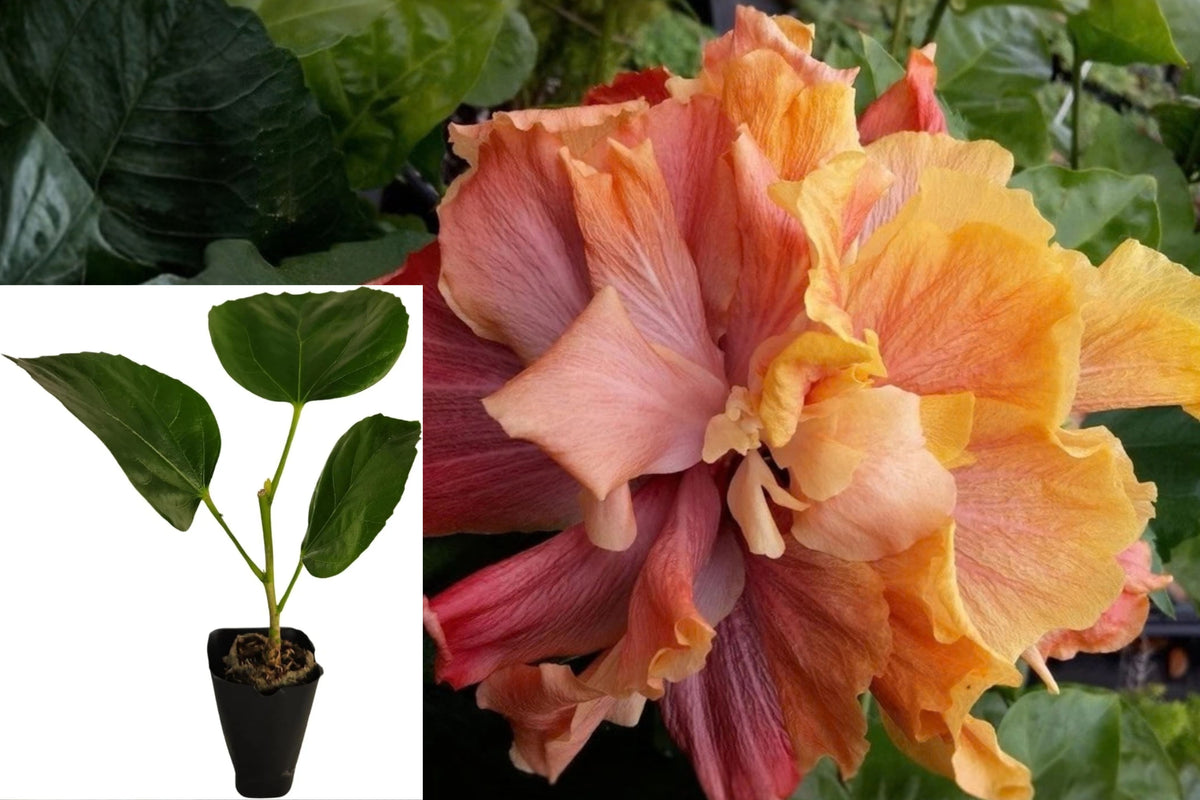 Cajun Color Queen of Dreams Hibiscus Live Starter Plant – Hibiscus rosa-sinensis