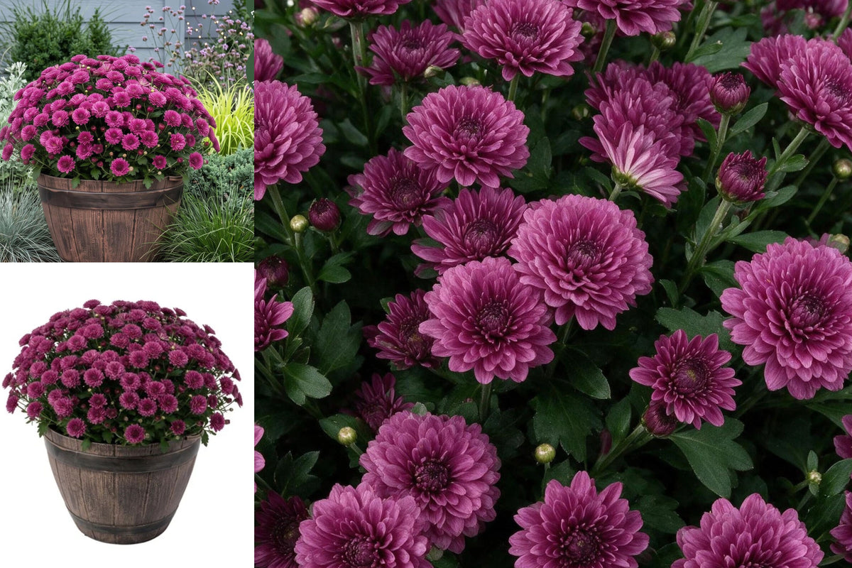 Purple Chrysanthemum Live Plant in Whiskey Barrel Planter, Fall Flowering Mum, Outdoor Autumn Decor