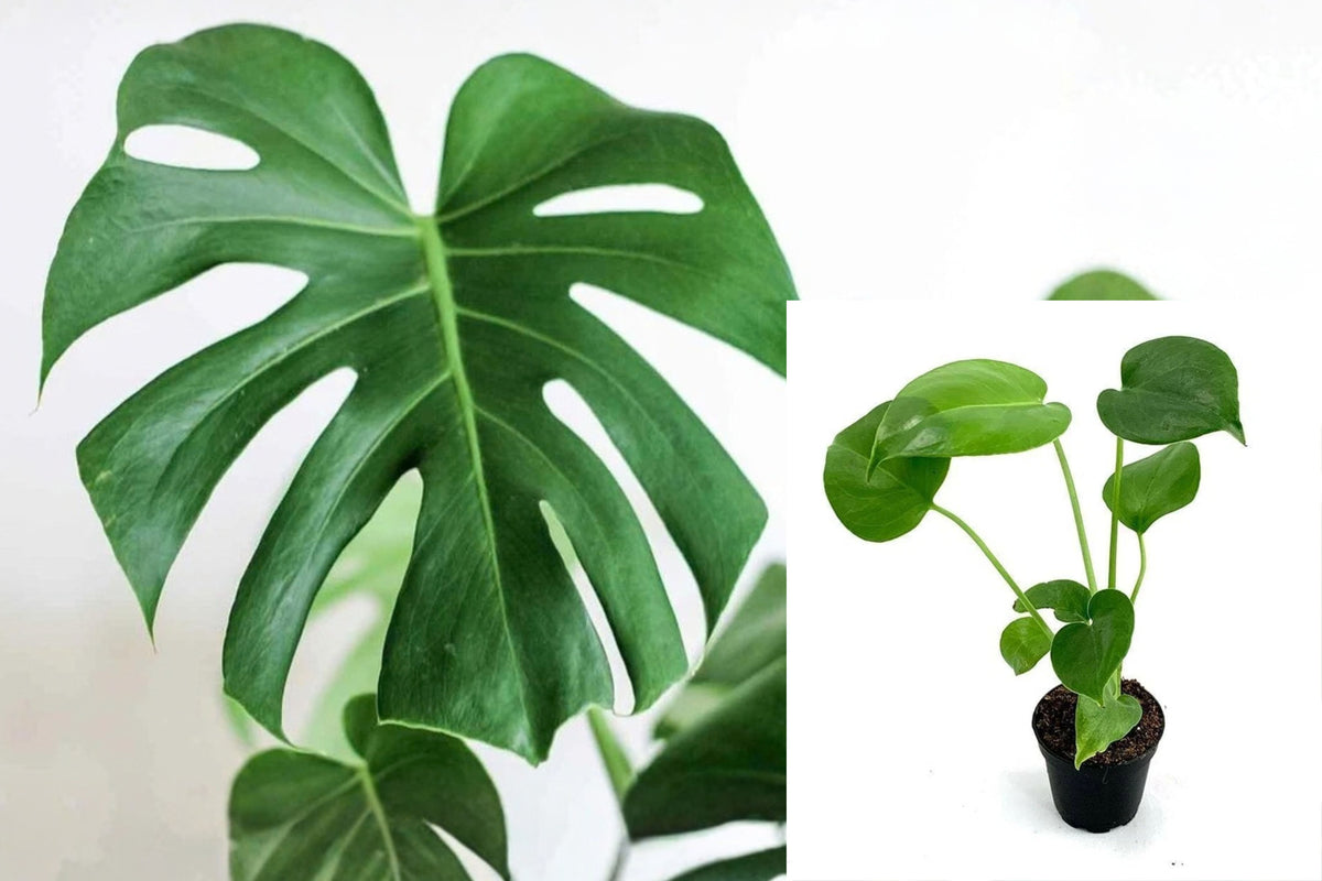 Monstera Deliciosa 1 Live Rooted Plant – 10–12 Inch – Swiss Cheese Plant