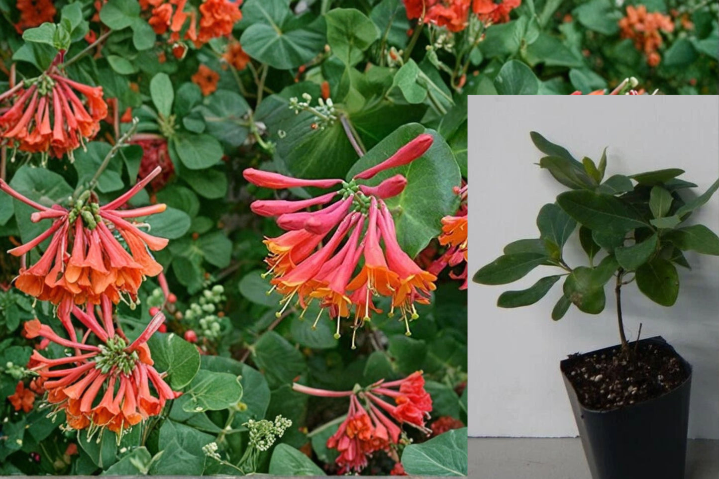 Trumpet Coral Honeysuckle 1 Live Starter Plant – Lonicera sempervirens