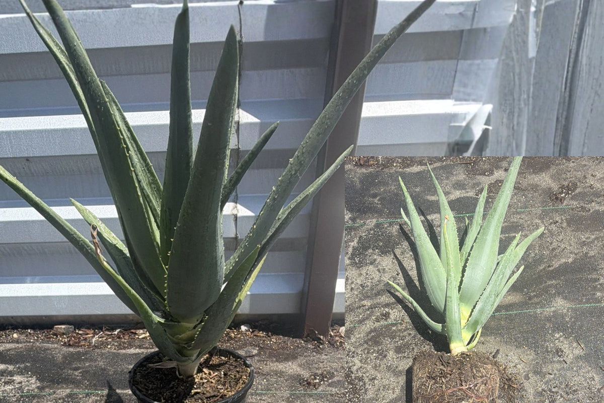Aloe Hercules Live Plant – 12 Inch Potted Succulent Tree, Aloe ‘Hercules’