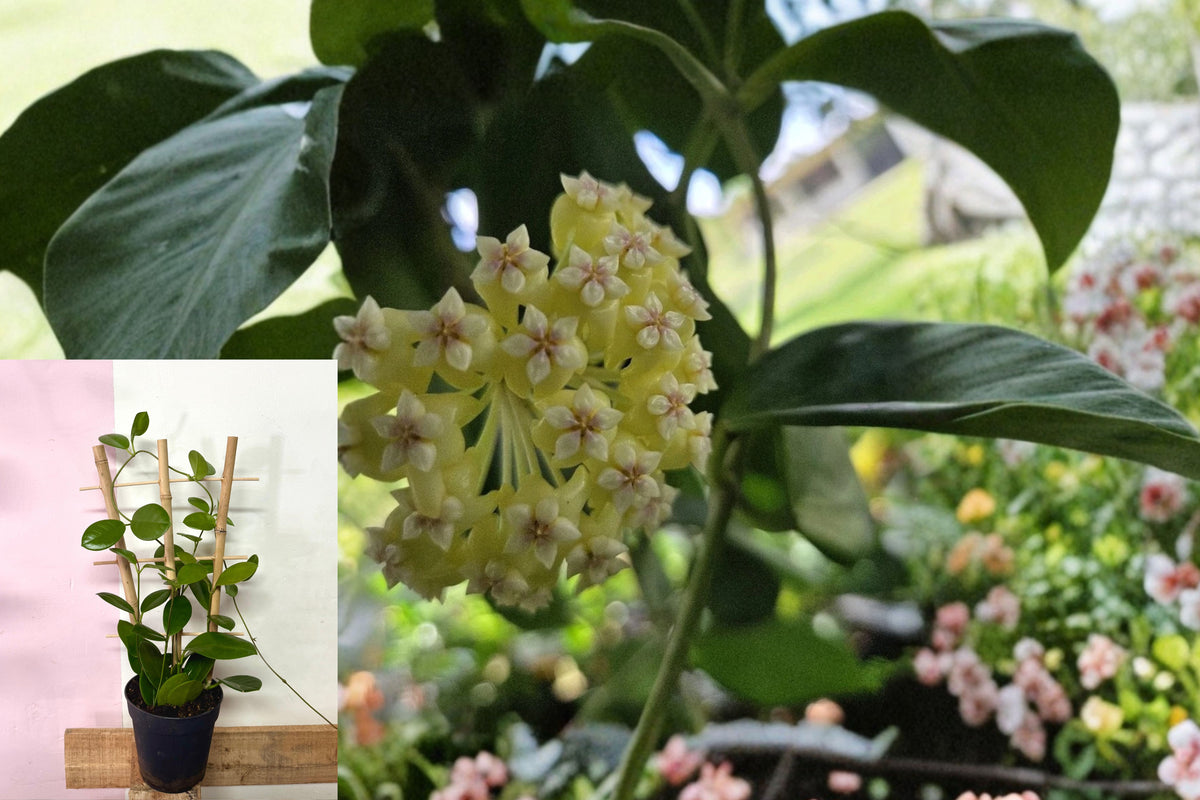 Hoya Incrassata Live Plant, 7–10 Inch Wax Plant in 4 Inch Pot, Tropical Climbing Houseplant, Yellow Flower Hoya