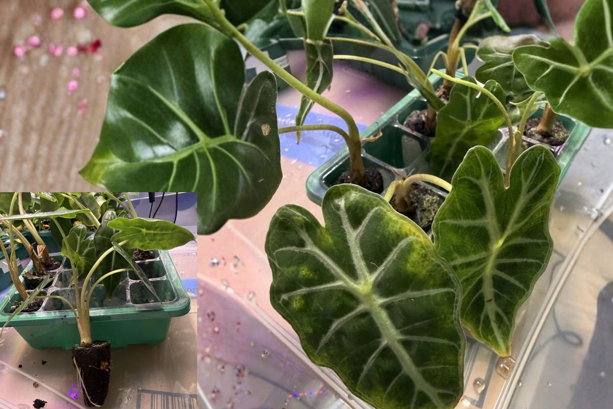 Mystery Alocasia Live Plant – 1 Rooted Plug – Grower’s Choice Aroid