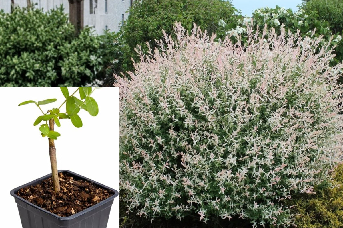 Japanese Dappled Nishiki Willow Live Plant – 8–12" Tall, 4" Pot – Salix