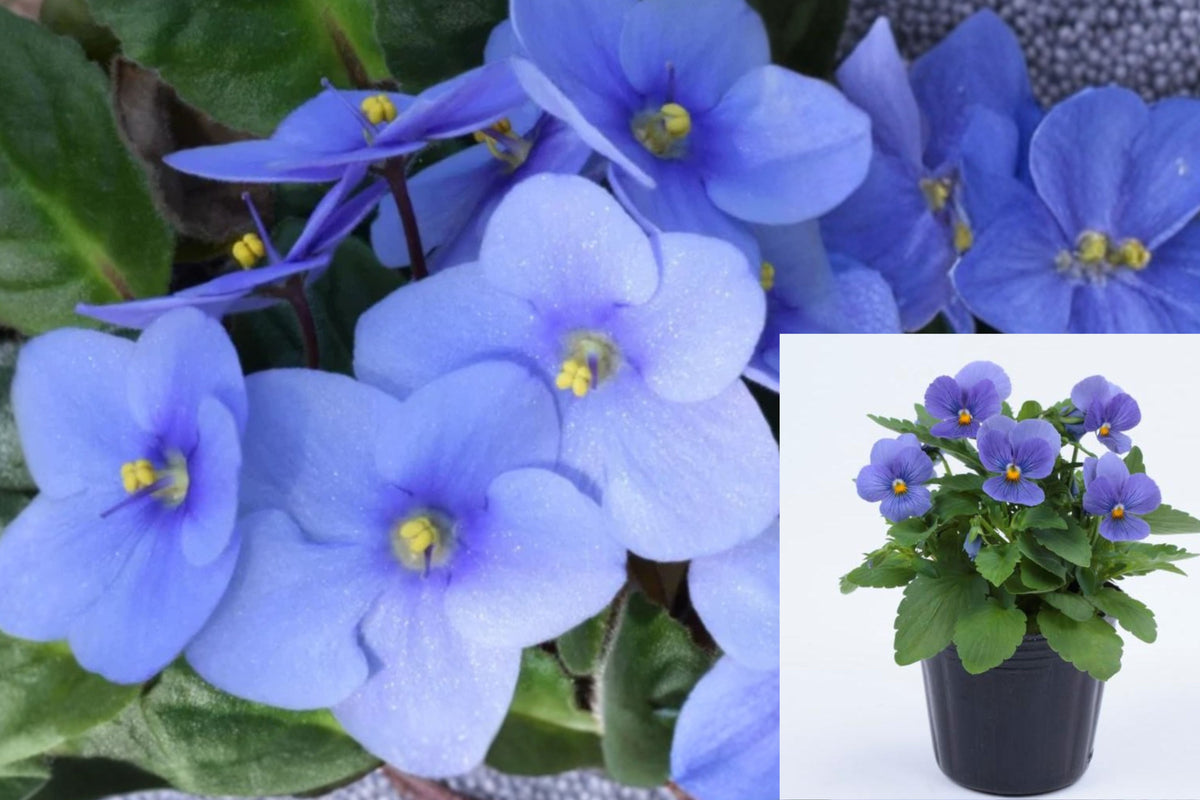Live Blue Violet Plant in 4 Inch Pot, 3ā5 Inch Tall Flowering Viola, Compact Potted Plant for Home and Garden Lovers