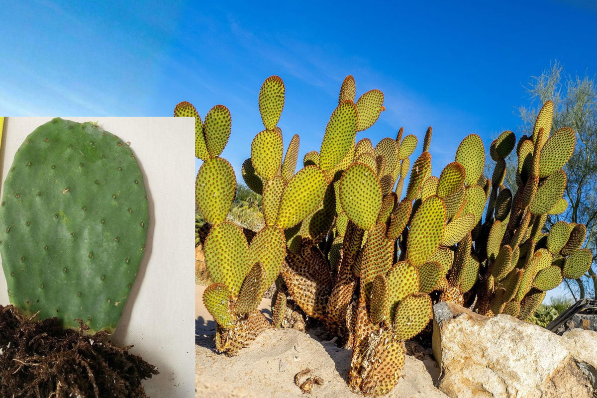 Rooted Prickly Pear Cactus Pad, Live Opuntia Plant 6–9 Inch, Bare Root Cactus Starter, Drought Tolerant Outdoor Succulent