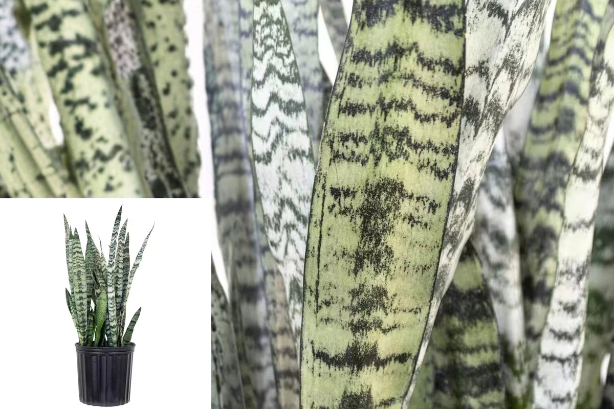 Snake Plant Sansevieria Zeylanica Live Plant – 1 Plant, 9.25" Pot – Dracaena trifasciata