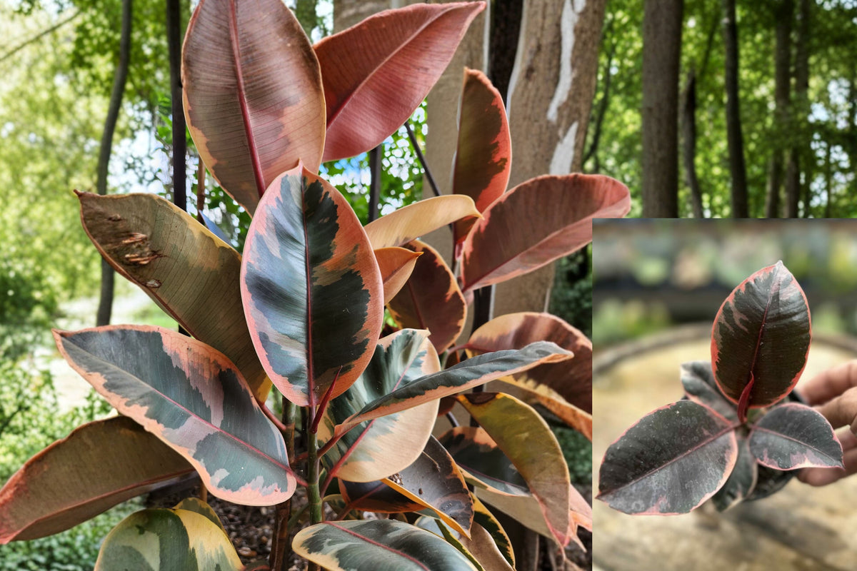 Rubber Plant Ruby 1 Live Plant in 4-Inch Pot – Ficus elastica ‘Ruby’