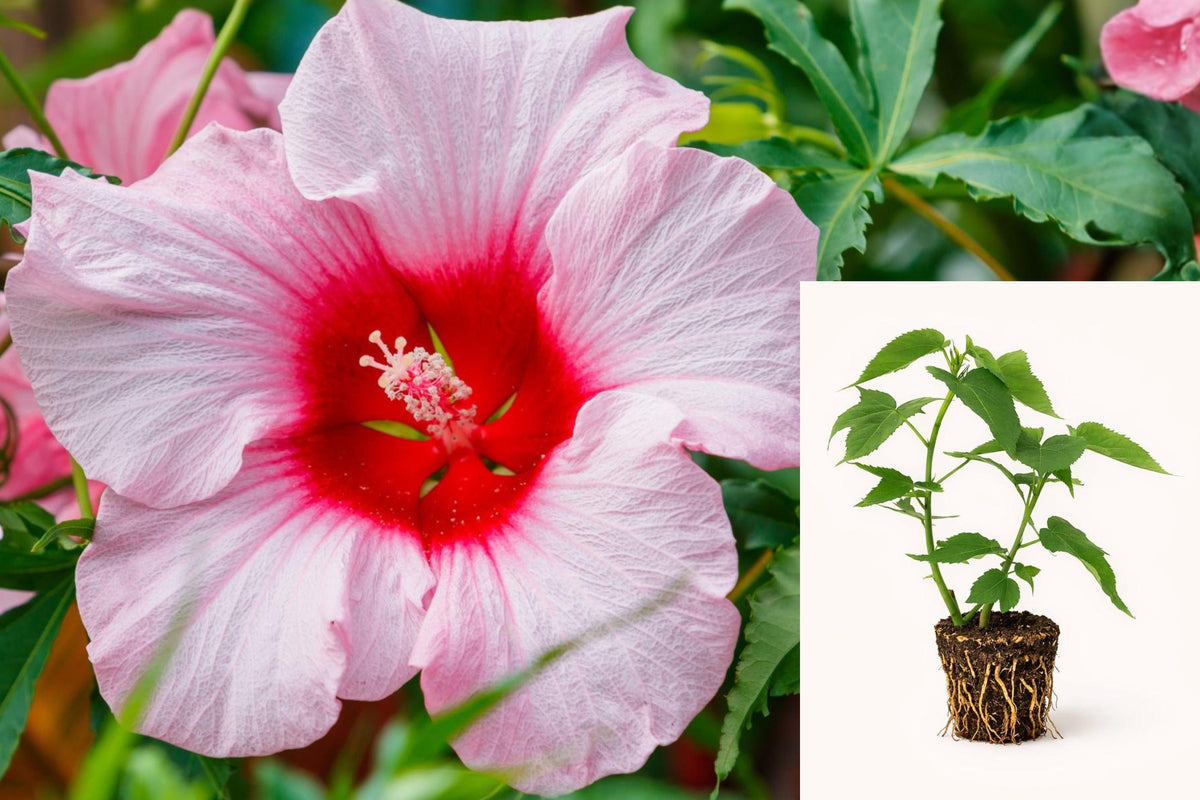 Lady Baltimore Hibiscus Live Plants, Set of 2 Hardy Hibiscus Starters, Hibiscus moscheutos, Rooted 4ā6 Inch Plants