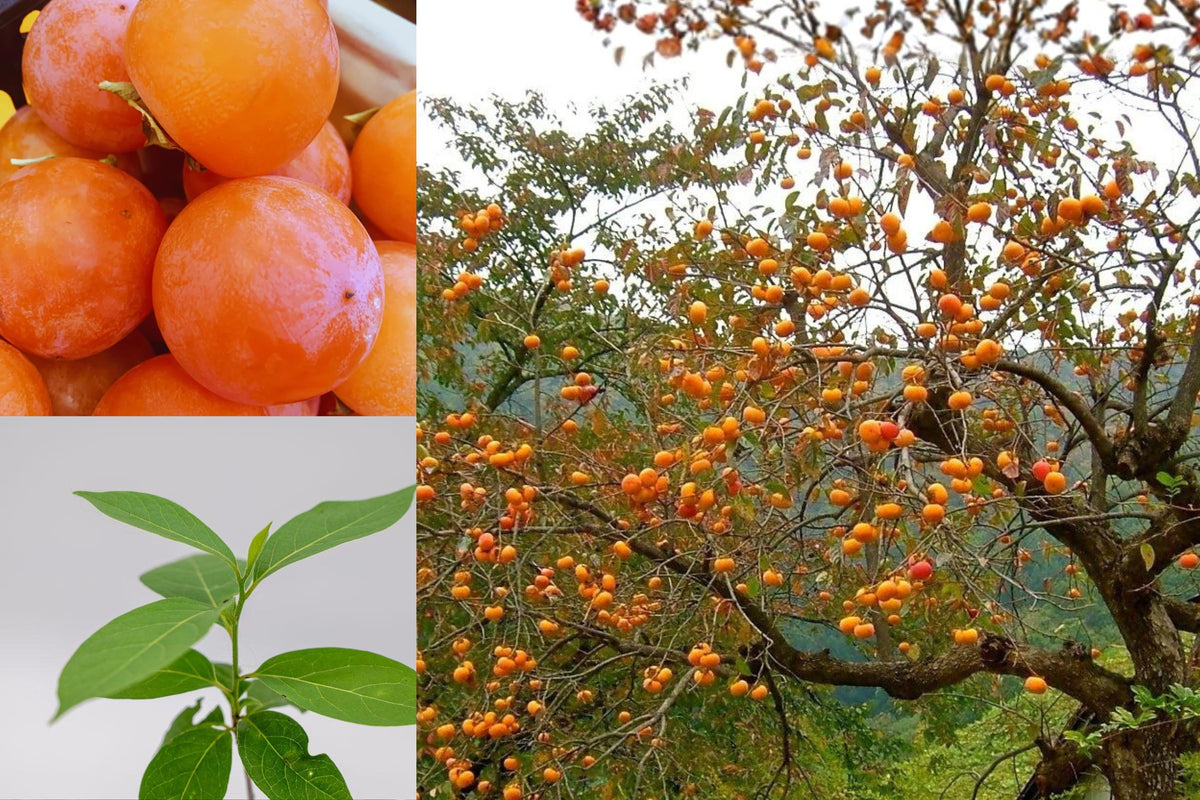 American Persimmon Tree Live Plant, Bare Root Fruit Tree Seedling, 7–10 Inch Dormant Starter