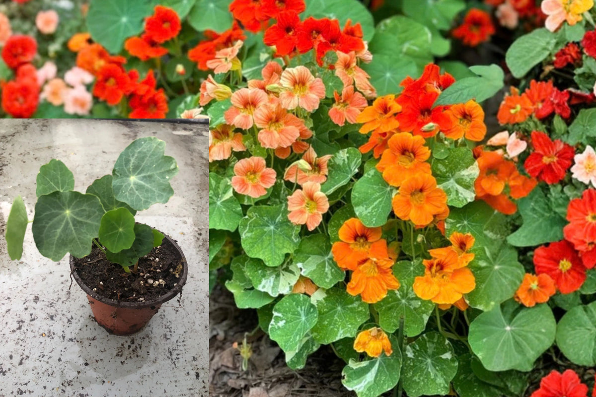 Nasturtium Live Plants – 4 Plants in Two 4-Inch Pots – Tropaeolum spp.