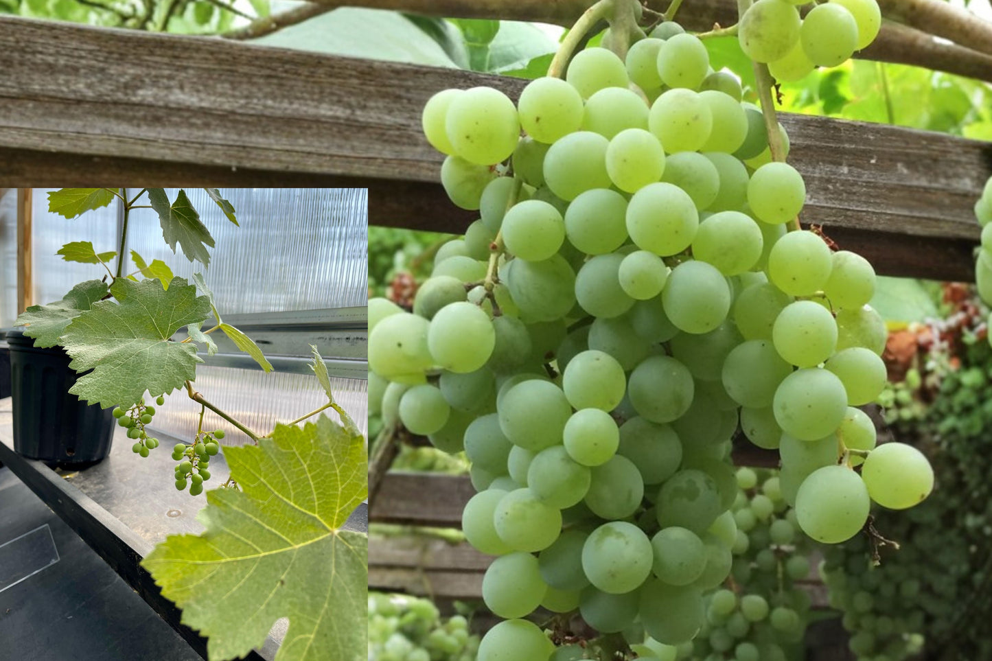 Himrod Seedless Grape Vine 1 Plant – 1–2 Year Old – Vitis vinifera