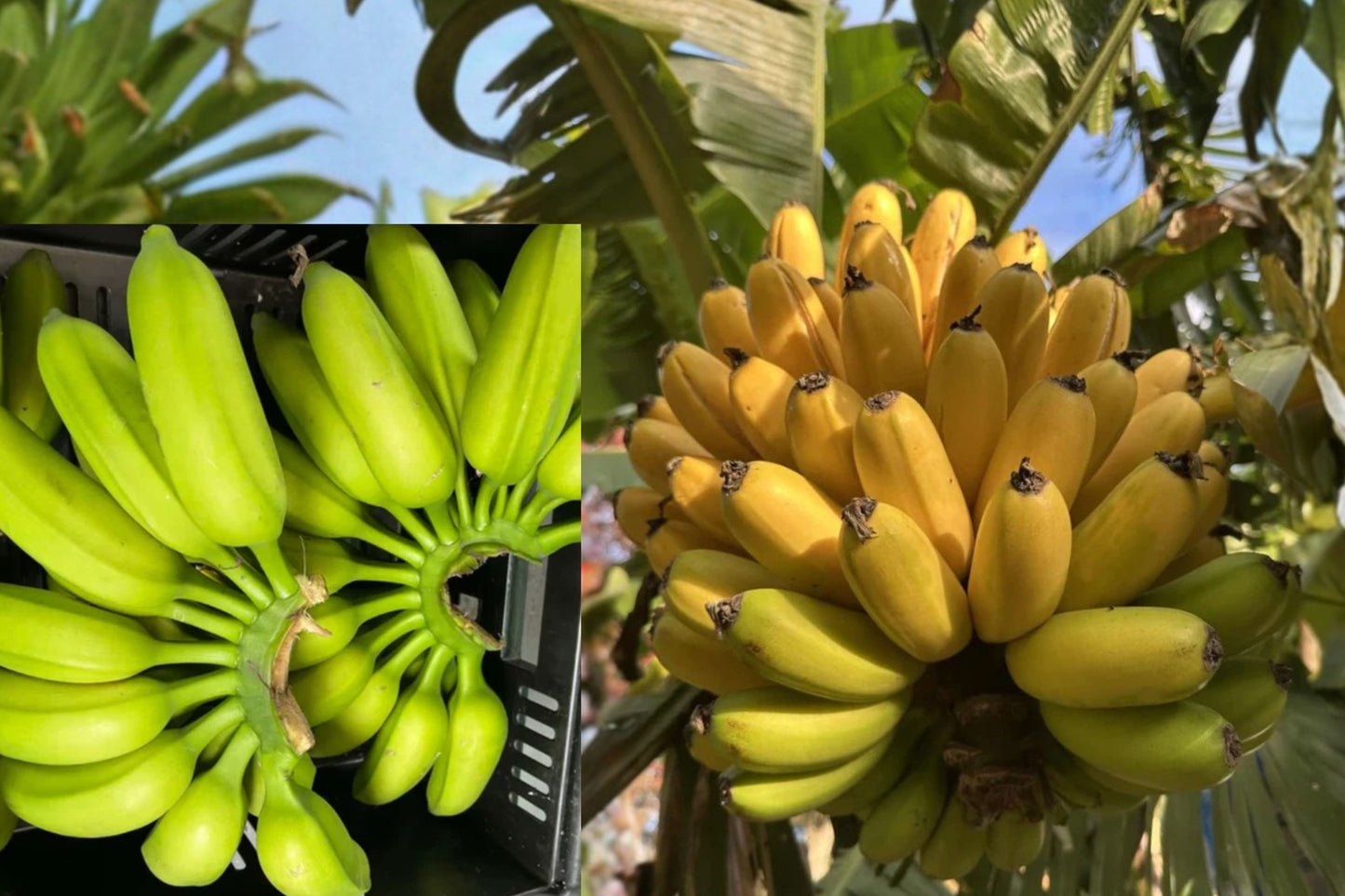 Mona Lisa Banana Live Plant 4–6" Tall – Dwarf Musa