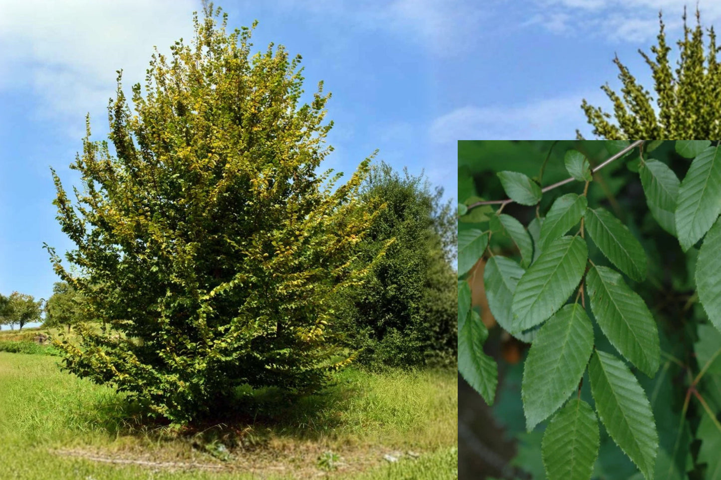 American Hornbeam Live Plant 12" Tall – Carpinus caroliniana – 4" Pot