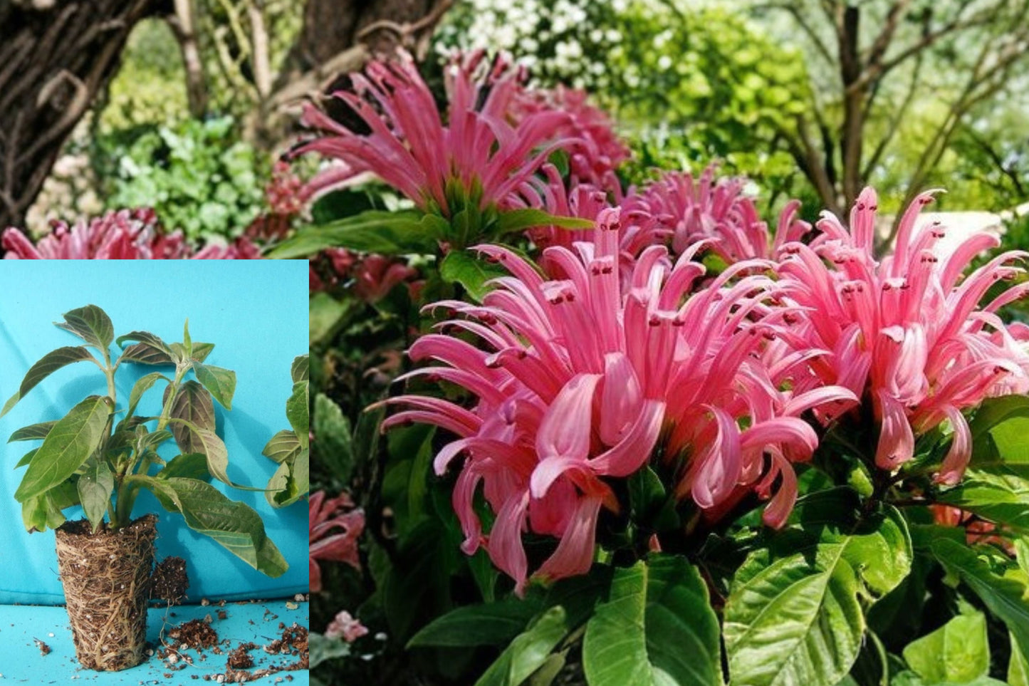 Pink Flamingo Brazilian Plume Live Starter Plant – Justicia carnea