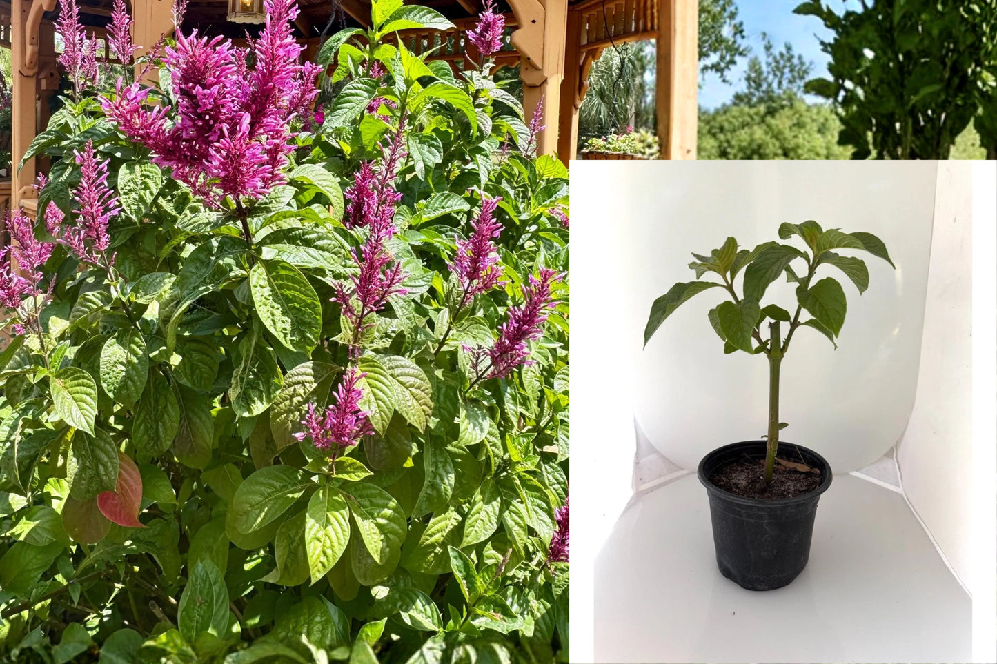 Purple Firespike Live Plant – 5" Pot – Odontonema strictum