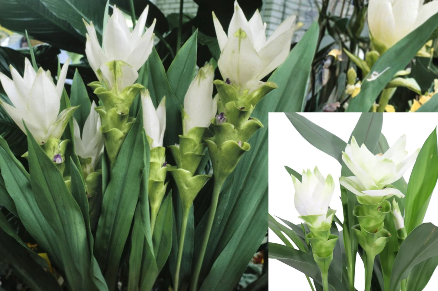 Siam Sisco Curcuma 1 Live Plant – 4-Inch Starter – Curcuma