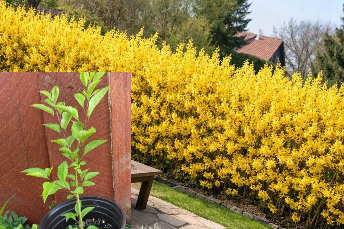 Lynwood Gold Forsythia Live Plant, Yellow Spring Flowering Shrub, Rooted 6–12 Inch Starter in 4 Inch Pot, Landscape Garden Plant
