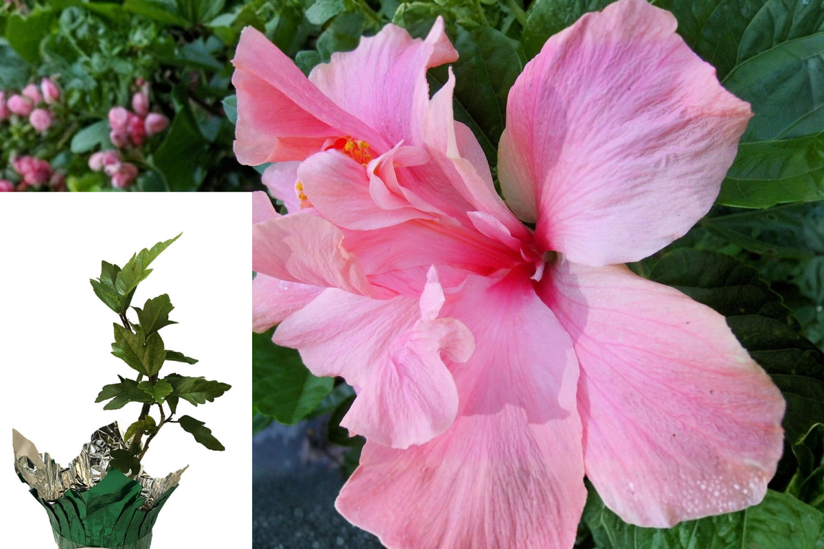 Cele Tinney Tropical Hibiscus – 1 Live Plant – 6–10" Tall – Hibiscus