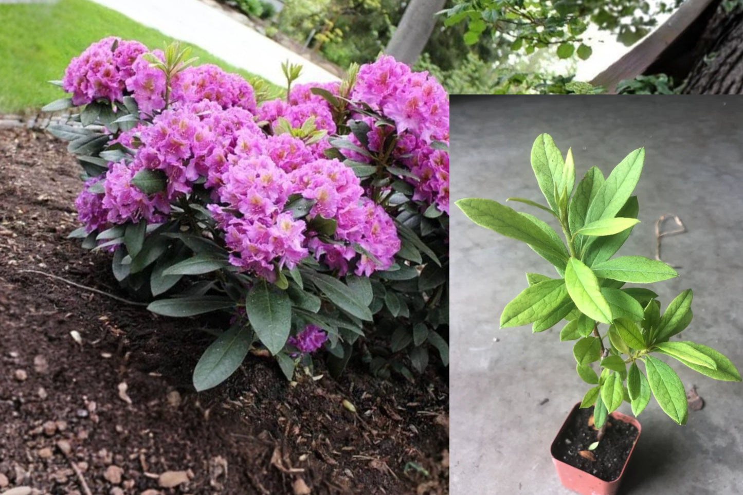 Purple Azalea Live Plant – 10" Tall – 4" Pot – Rhododendron