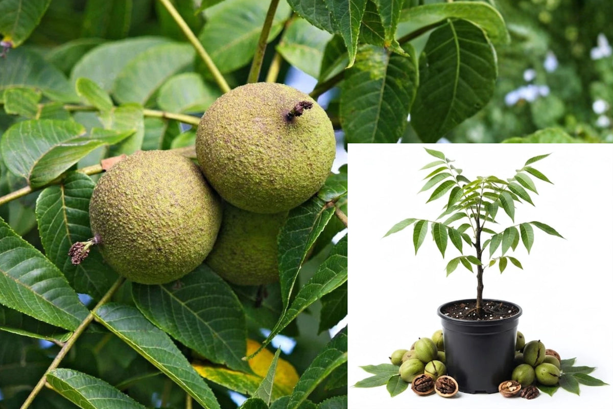 Black Walnut Tree Live Plant in 4-Inch Pot – Juglans nigra