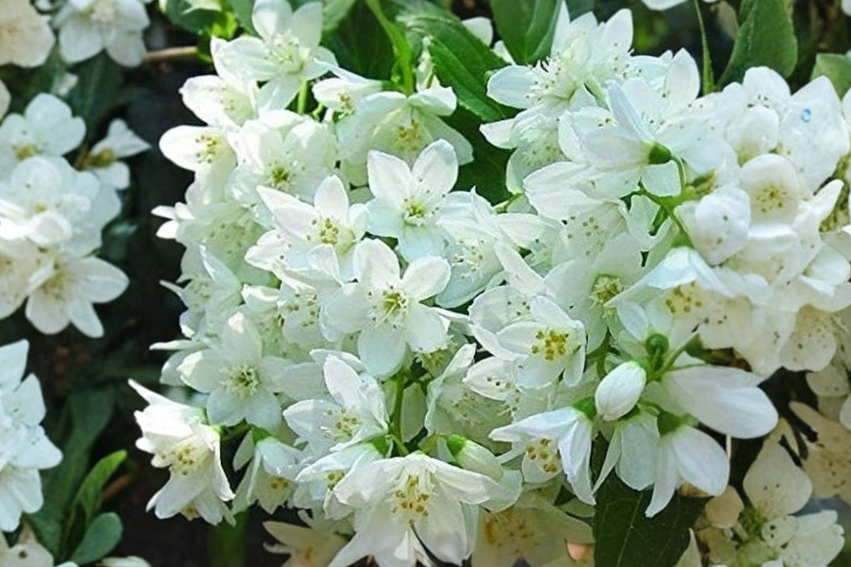 New Jersey Tea Live Plant, Ceanothus americanus Shrub, White Summer Flowers, Outdoor Native Garden Plant, #1 Container