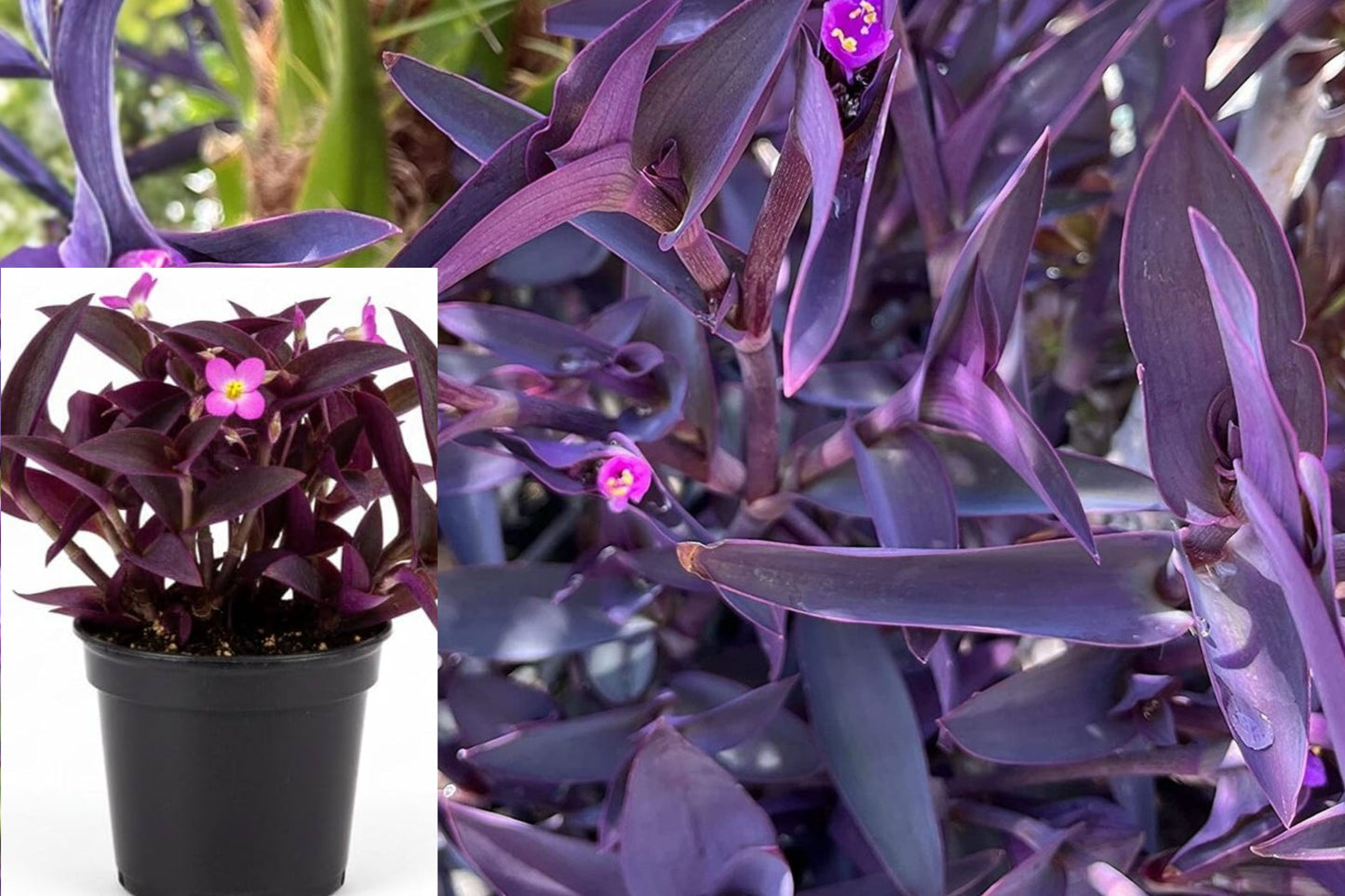 30 Purple Heart Live Cuttings – Tradescantia pallida – Outdoor Plant