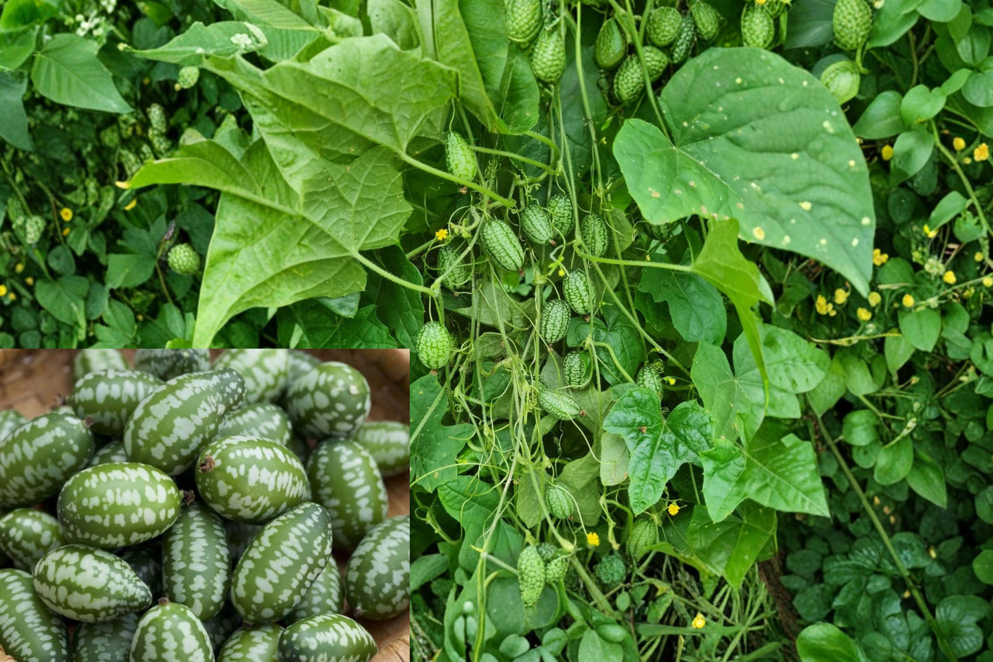 Cucamelon Live Plant – 4 Inch Pot – Melothria scabra Mini Watermelon Vine