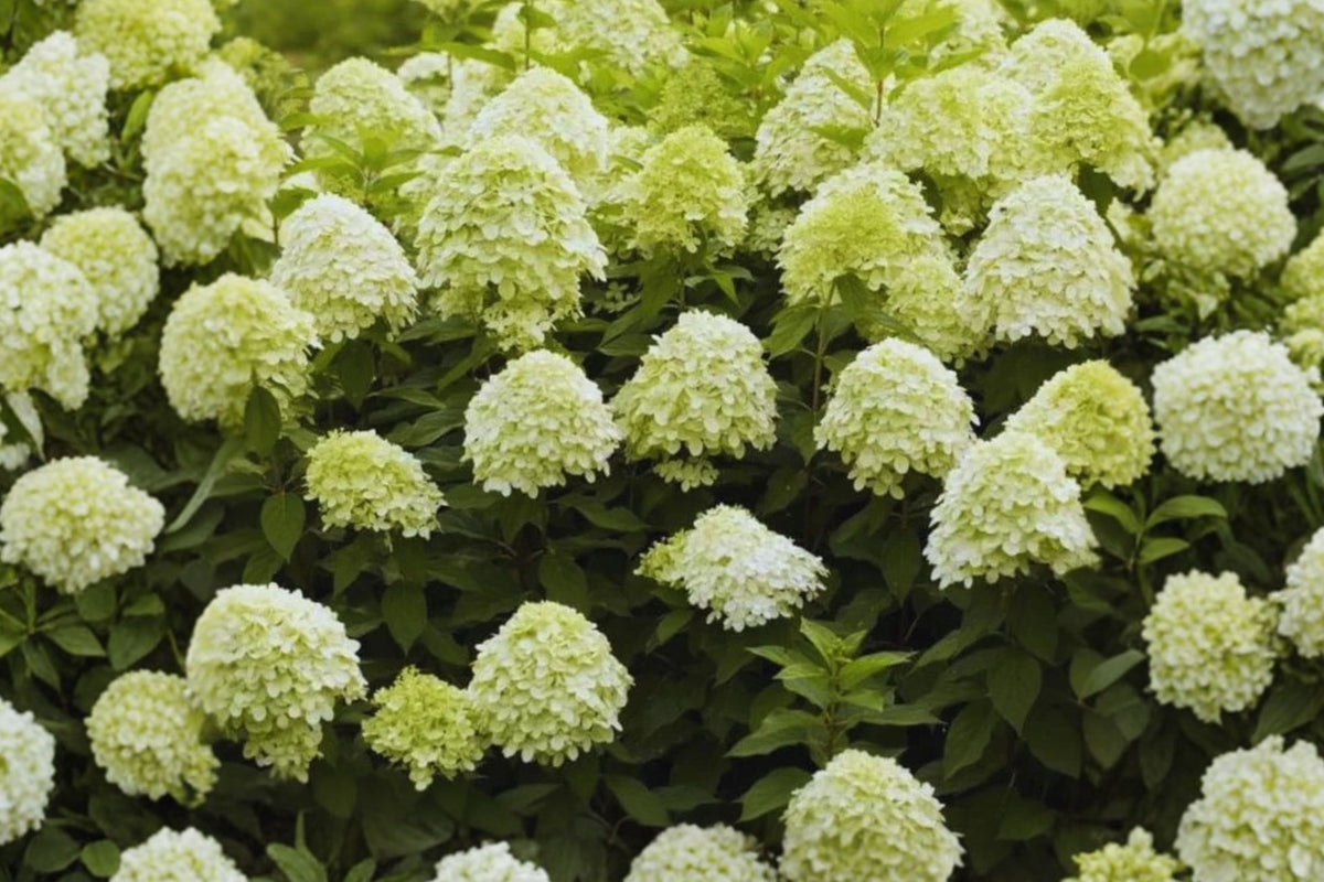 Light Green to White Hydrangea 1 Live Plant – Hydrangea