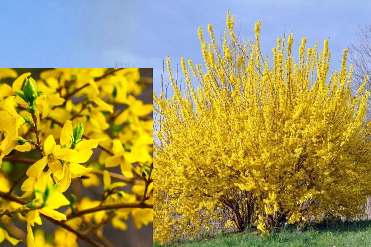 Lynwood Gold Forsythia Live Plant – 6–13 Inch – Forsythia sp.