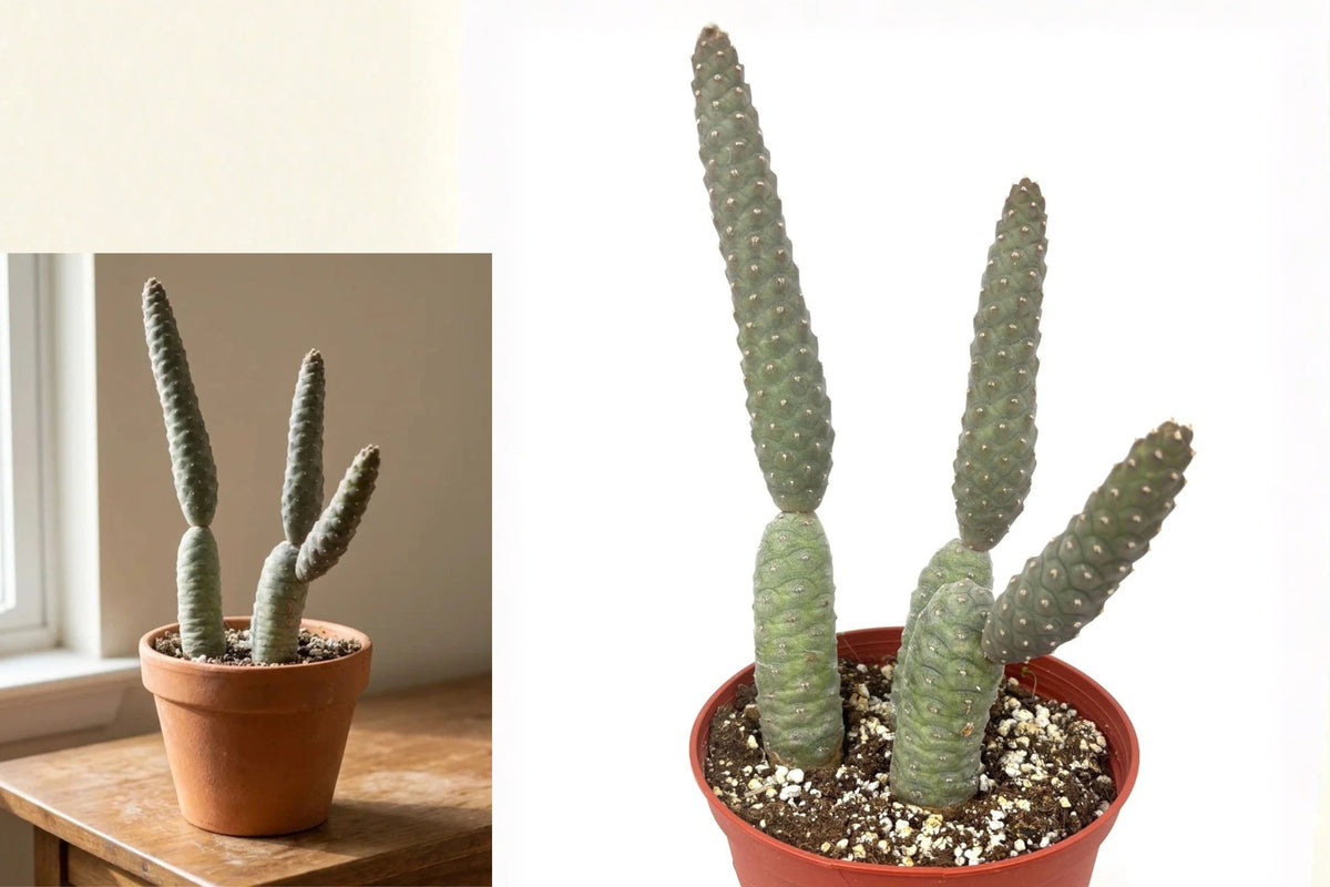 Rare Pine Cone Cactus Live Plant, Tephrocactus Articulatus in 6 Inch Pot, Sculptural Collector Cactus, Drought Tolerant Succulent