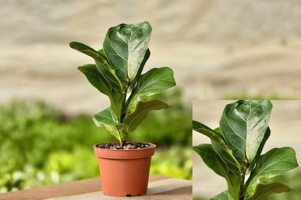 Fiddle Leaf Fig Live Plant – 1 Plant – 6 Inch Size – Ficus lyrata