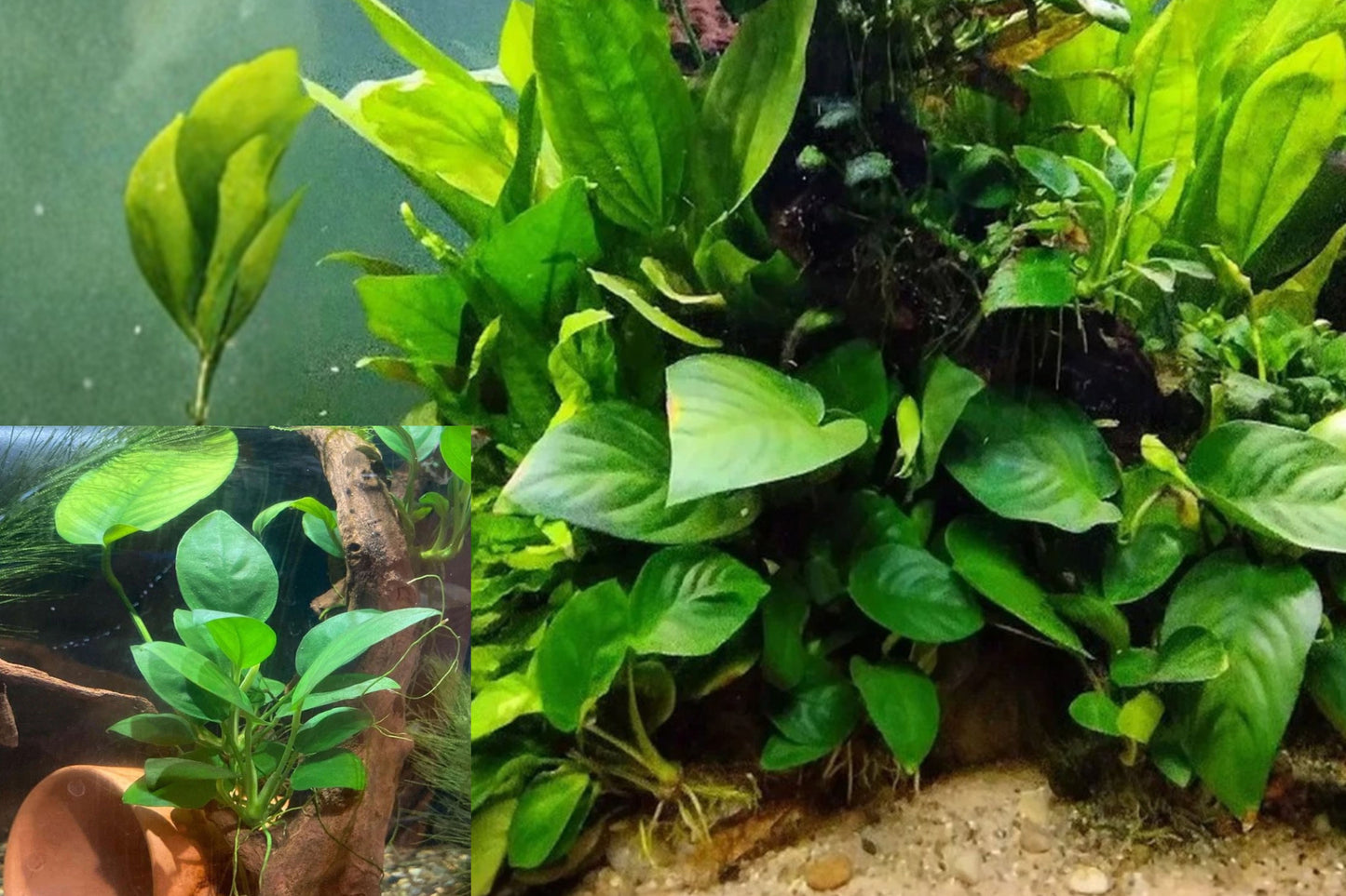 Anubias Nana Petite 4 Pots Aquarium Live Plants – 1–2 Inch