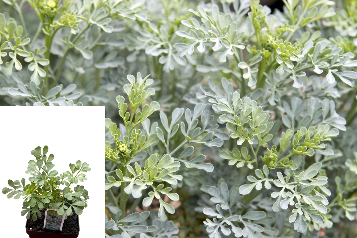 Rue Plant Live, Ruda Herb in Pot, Aromatic Evergreen Garden Plant, Ruta graveolens Ornamental Herb Starter