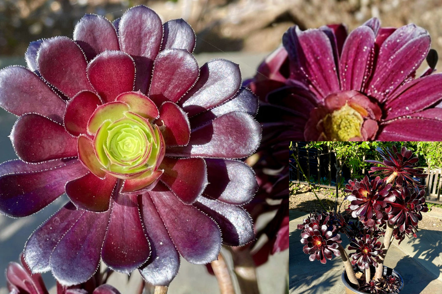 Aeonium Arboreum Black Rose 1 Cutting – 4-Inch – Aeonium arboreum 'Black Rose'
