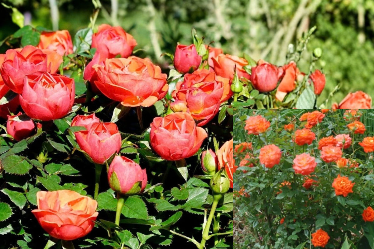 Orange Mini Rose Live Plant – 4–8" Tall – Orange Flowering Rose – Rosa