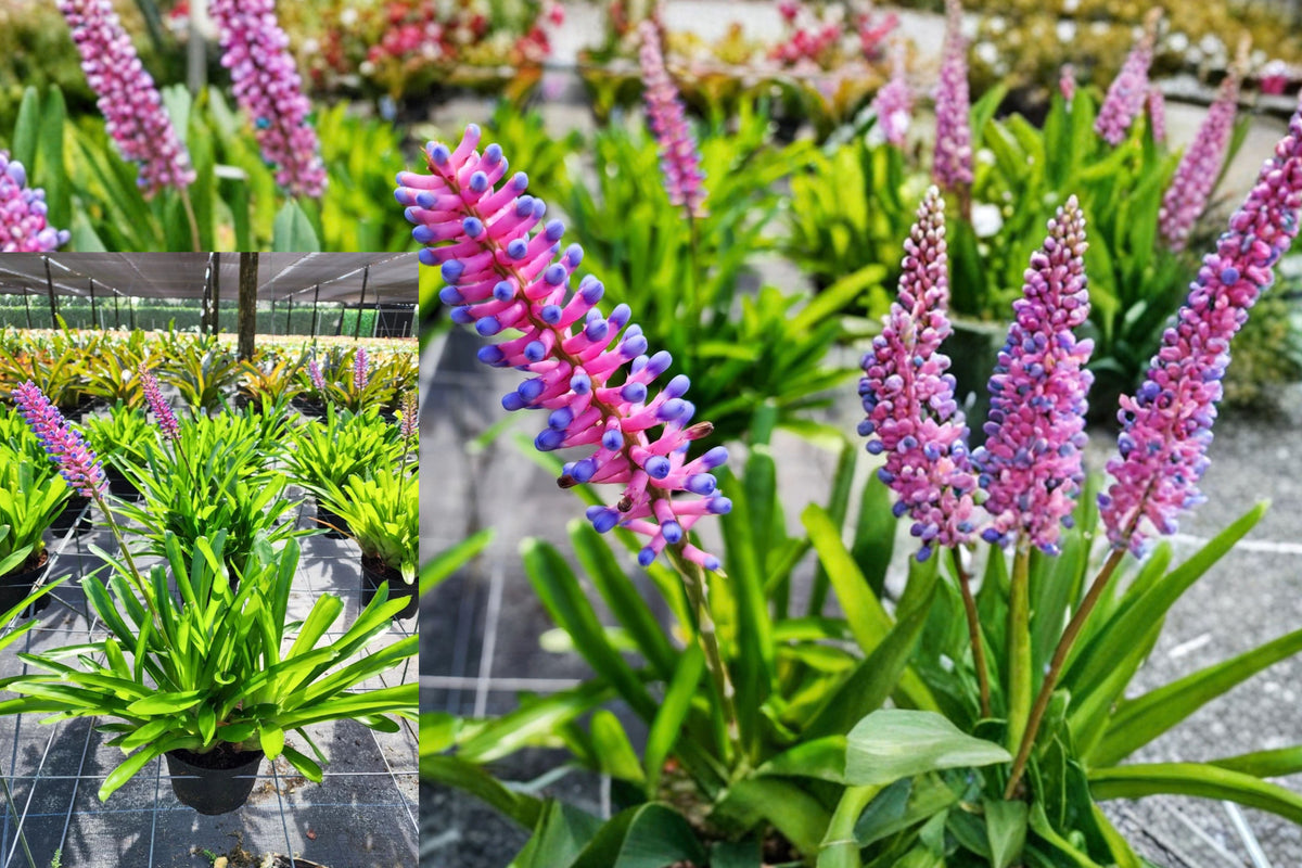 Aechmea Gamosepala Live Plant – 6″ Pot – Aechmea gamosepala