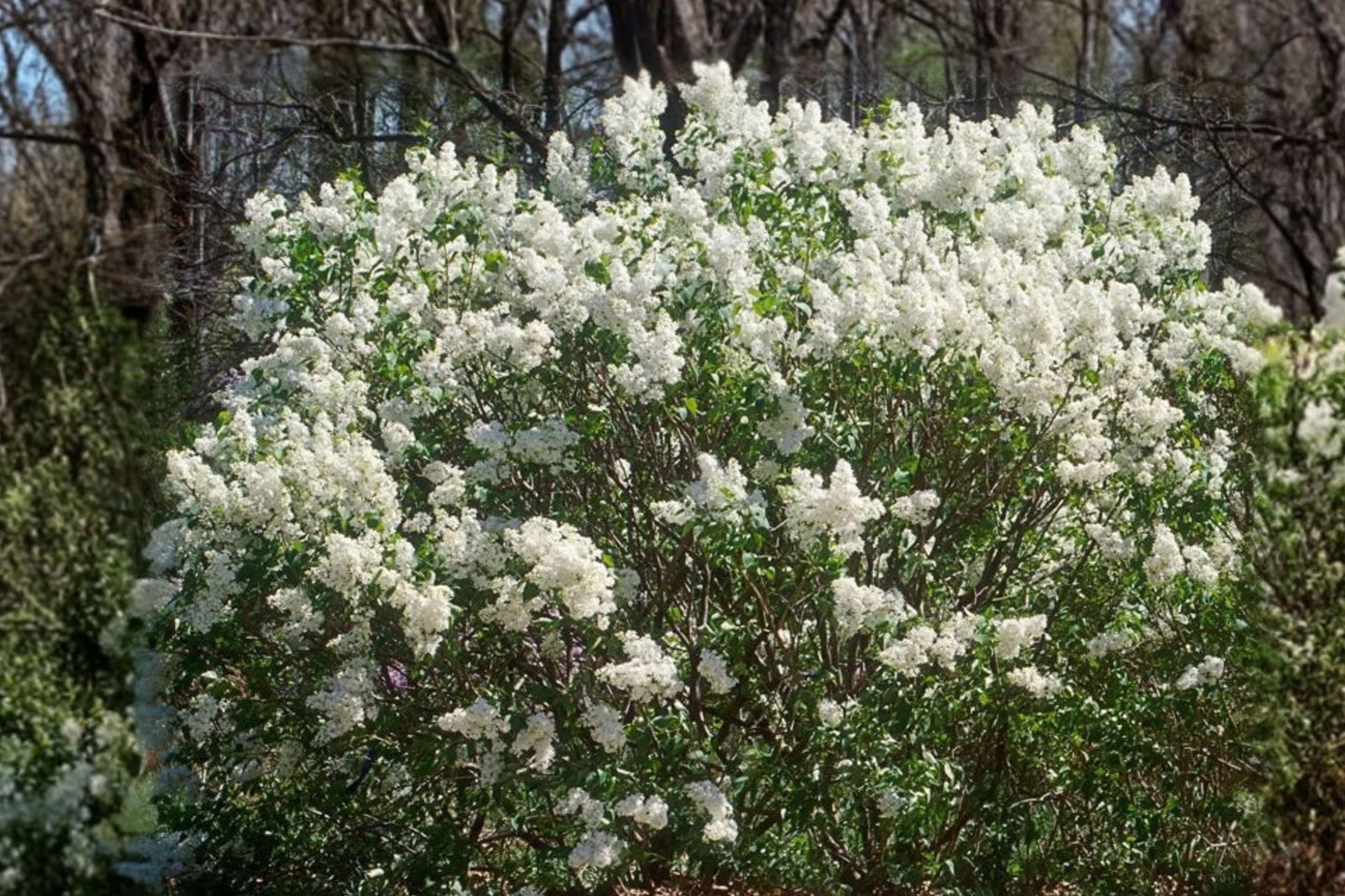 Betsy Ross White Lilac Live Plant – 1 Plant in 3.5-Inch Pot – Syringa ‘Betsy Ross’